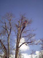 Cornwall Tree Surgery